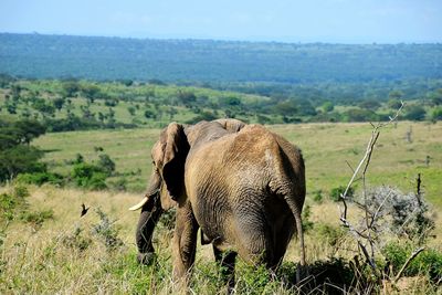 Elephant in a field