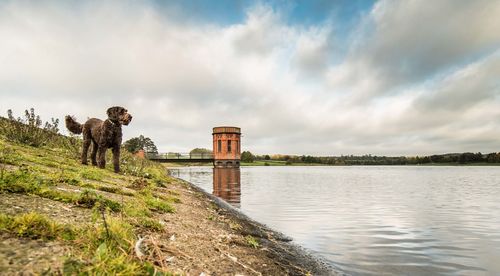 Dog looking away while standing on field by river against cloudy sky