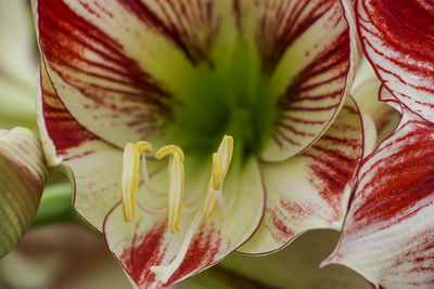 Close-up of red lily