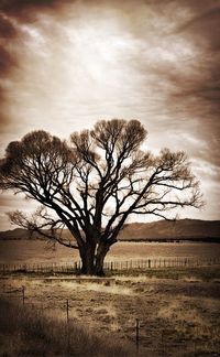 Trees on landscape against sky