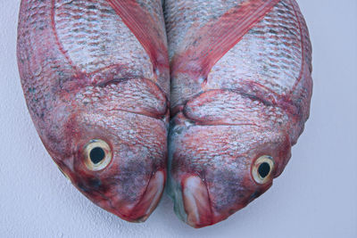 Close-up of fish