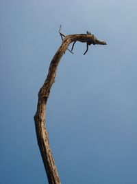 Low angle view of tree against clear sky