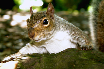 Close-up of squirrel