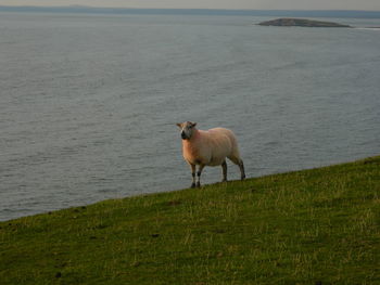 Sheep standing in a sea