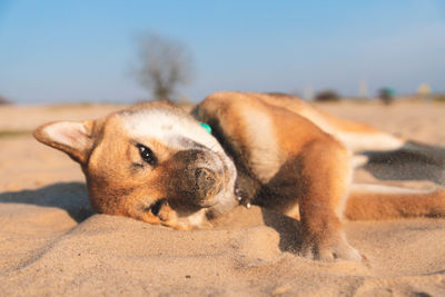 Dog lying down on land