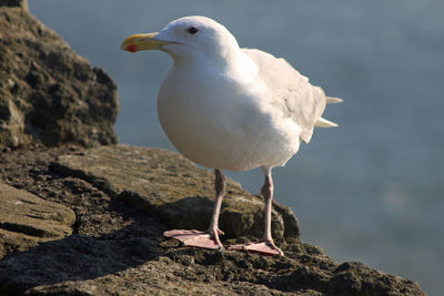 Close-up of seagull perching on rock