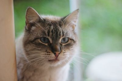 Close-up portrait of a cat