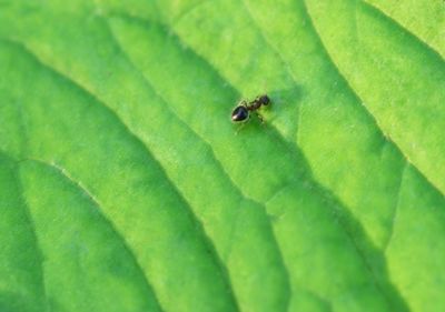 Close-up of insect on leaf