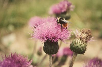 Close-up of honey bee on thistle