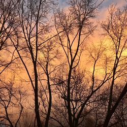 Low angle view of silhouette bare trees against sky during sunset