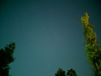 Low angle view of trees against clear sky at night