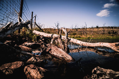 Fallen tree in water against sky