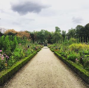 Footpath amidst plants against sky