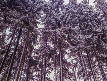 Low angle view of trees in forest