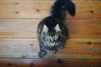 Portrait of cat on wooden floor