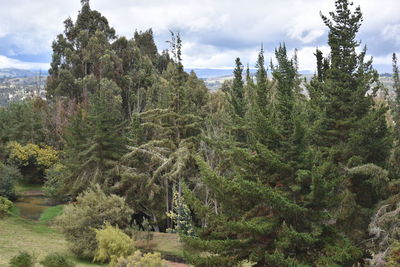 Pine trees in forest against sky