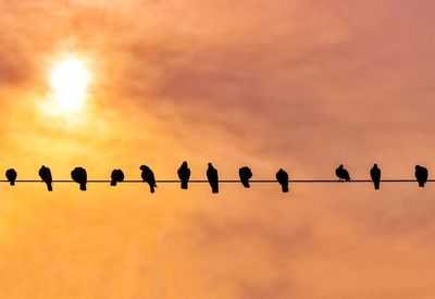 Silhouette birds perching on power lines against sky