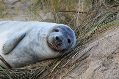 Close-up of animal resting