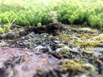 Close-up of rocks on field