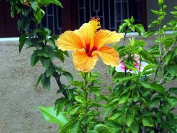 Close-up of yellow hibiscus blooming outdoors