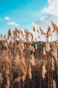 High angle view of stalks in field against sky