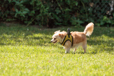 Dog on grass