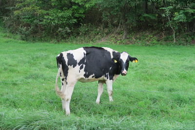 Cow standing in a field