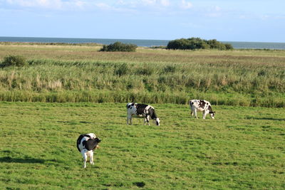 Cows in a field