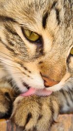 Close-up portrait of a cat