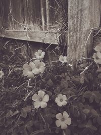 Close-up of flowering plants on land