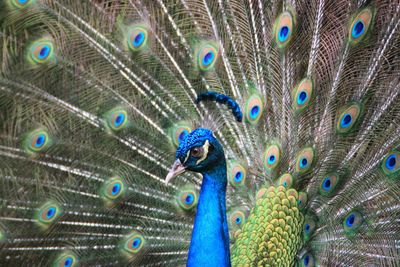 Close-up of peacock