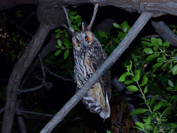 Bird perching on branch