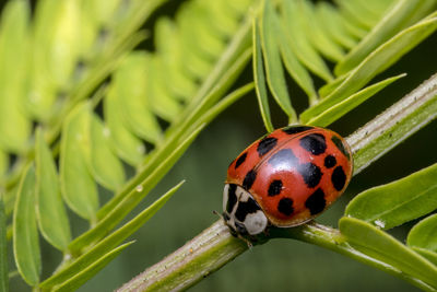 Close-up of ladybug on plant