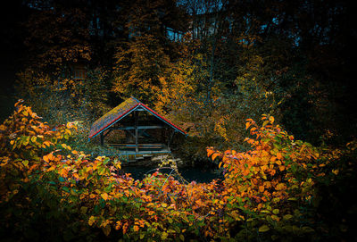 Trees and plants growing in forest during autumn