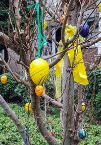 Close-up of yellow flowers
