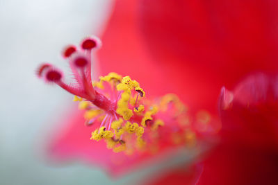 Close-up of pink flower