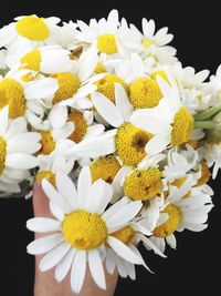 Close-up of white daisy flowers against black background