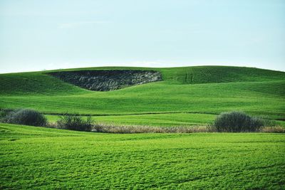 Spring green fields in poland