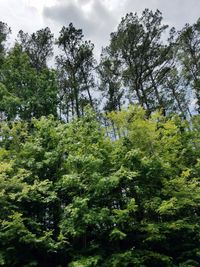 Low angle view of trees in forest