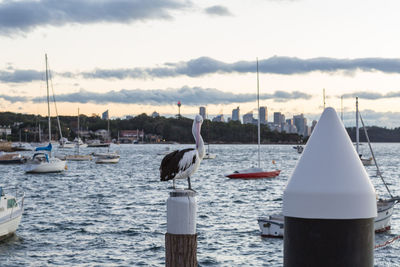 Pelican perching on wooden post in sea against sky