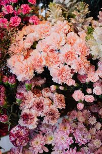 High angle view of pink flowering plants