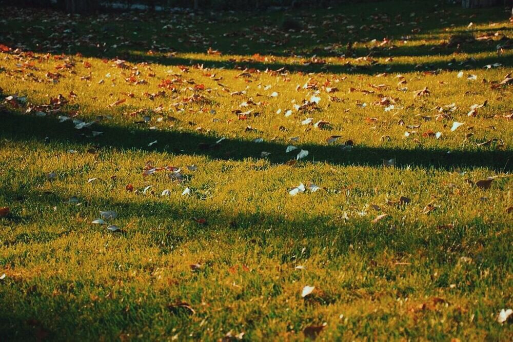 field, grass, nature, growth, autumn, beauty in nature, no people, scenics, agriculture, tranquility, day, landscape, outdoors, tranquil scene, plant, leaf, flower, vegetation, rural scene, tree