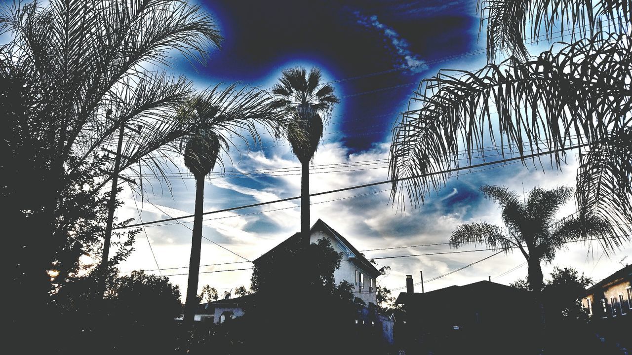 LOW ANGLE VIEW OF TREES AGAINST CLOUDY SKY