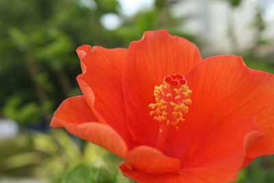 Close-up of red hibiscus blooming outdoors