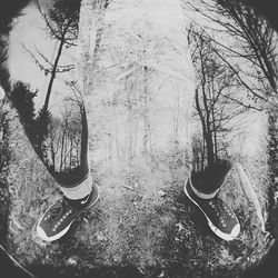 Trees in the dark
