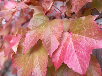 Full frame shot of multi colored leaves