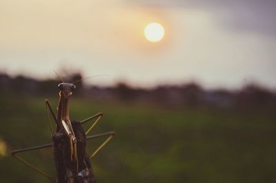 Close-up of plant against sunset