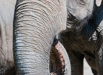 Asian elephant in closeup