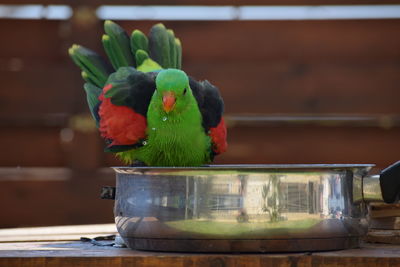 Close-up of parrot perching on tree in cage