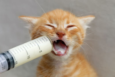 Close-up of cat drinking milk by syringe